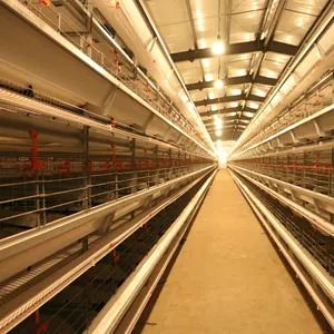 Vendre en algérie poulet couche cages en batterie pour les poules pondeuses