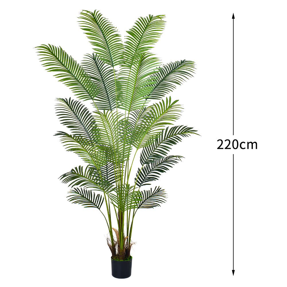 7.3ft/220cm Areca Palm-A