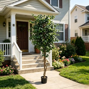 Directly From the Factory Ficus Pandurata Suitable As Indoor and Outdoor Decoration Durable and Evergreen - Product Image 4