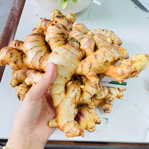 2024/โชก้า/saenggang ขิงสดใหม่ล่าสุดพืชใบสั้นจากเวียดนามขายส่ง20กก. ขิงเก็บความเย็นยี่ห้อ tinimex Cao Bang - Product Image 1