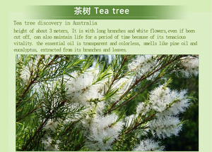 Hot Sale 100% Pure Natural <span class=keywords><strong>Tea</strong></span> <span class=keywords><strong>Tree</strong></span> <span class=keywords><strong>Oil</strong></span> para Skincare Bulk Aromaterapia Óleo Essencial - Product Image 3