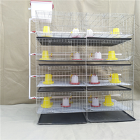 Cage de poulet pour bébé de type H de 45 jours/couveuse/cages de poussins de couche d'un jour à vendre au Zimbabwe
