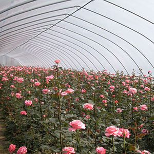 Invernadero Agrícola de Túnel de Polietileno de Fácil Instalación para Invierno, al Mejor Precio, Económico, en Venta - Product Image 3