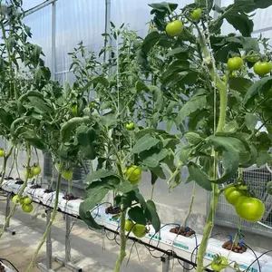 Hot Sale Top-Qualität Substrat Dachrinnen system für den Anbau von Erdbeer tomaten in Hydro ponik System Landwirtschaft Gewächshaus