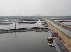 HDPE màng đất cho ao & Hồ lót bền Hàng rào chống thấm nước cho nuôi trồng thủy sản & nước lưu trữ cá tôm Sản phẩm thủy sản - Product Image 5