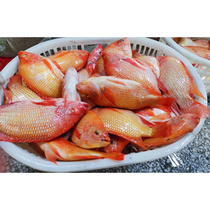 Tilapia Rossa Premium Congelata 600-800g, Tilapia Intera Congelata - Product Image 1