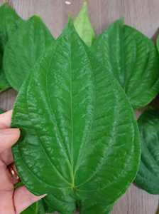 Feuilles de bétel fraîches, vertes naturelles, haute qualité, meilleur prix, exportées du Vietnam, vente chaude 2024 - Product Image 2