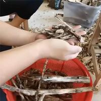 HL Huile Essentielle d'Oud (Oudh) Forte et Douce de Chine, Usine en Gros, 1kg Huile d'Agarwood d'Aquilaria Sinensis Cultivée à Hainan pour Parfum