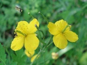 Polvo de Extracto de Celania (Chelidonium Majus) |   Quelidonina Estandarizada al 2% |   4:1 & 10:1 - Product Image 3