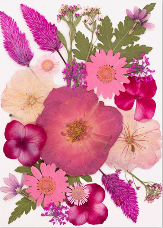 MH734-JC-Fuchsia