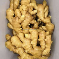 Gingembre frais en gros d'usine, prix compétitif, 150g 200g, gingembre frais de Chine, fournisseur de gingembre séché en vrac pour la vente en gros