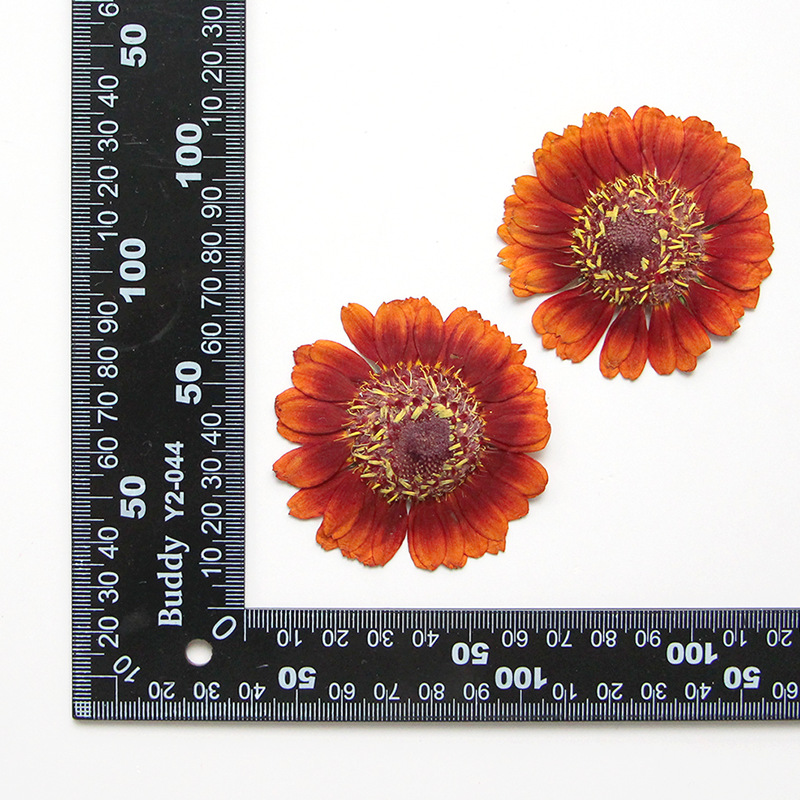 Arancio Bobby Naturale 2 pz/sacchetto