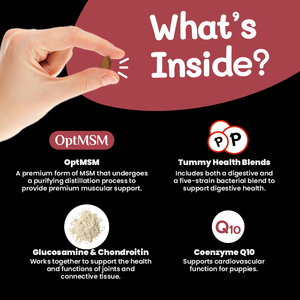 Etiqueta privada Alimentos para la salud de las mascotas Vitamina nutricional para las articulaciones de las mascotas Cuidado de la salud y suplementos Vitaminas y suplementos para perros - Product Image 3