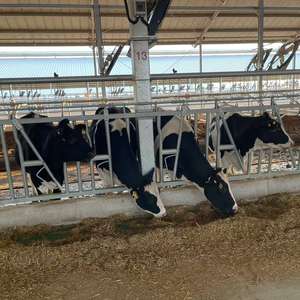 Головные уборы для коров/головные уборы для крупного рогатого скота/фермерское оборудование для коров - Product Image 2