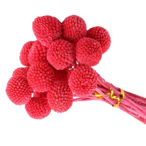 Fleur de Craspedia dorée naturelle préservée, faite à la main, à longue tige, pour la Saint-Valentin, la Fête des Mères, Thanksgiving - Product Image 2
