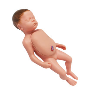Simulateur de formation de compétences en soins infirmiers poupées d'enseignement médical Silicone nouveau-né bébé modèle avec organes internes cordon ombilical Placenta - Product Image 4