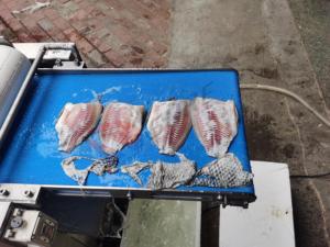 Éminceur de poisson automatique combiné Tilapia Saumon Basa Filet de poisson Skinner et Machine à éplucher le poisson 500 kg/H - Product Image 3
