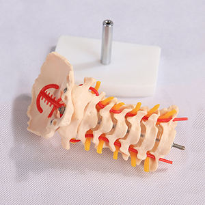 Modèle de <span class=keywords><strong>squelette</strong></span> de la colonne vertébrale cervicale BIX-A1021 Chinon avec mannequin nerveux du disque intervertébral Occiput de l'artère carotide commune - Product Image 2