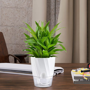 Maceta Hidropónica Moderna de Doble Capa con Autorriego Rourke, Maceta Transparente de Plástico PP para Bonsái, Maceta de Escritorio con Entrada de Agua - Product Image 4