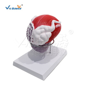 Modèle grossi de vessie et de prostate avec numérotation ; aide pédagogique pour l'urologie ; équipement de laboratoire universitaire. - Product Image 1