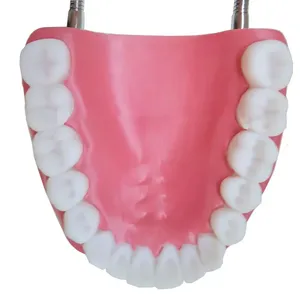 Modelo de enseñanza dental 6X de PVC, grande, con 32 dientes y lengua, herramienta didáctica para estudiantes de odontología - Product Image 4