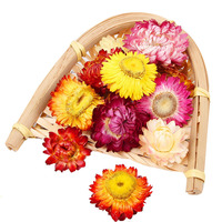 Grosir kualitas tinggi Qi Cai Ju kering pelangi krisan teh Bracteantha Bracteata bunga teh Strawflower