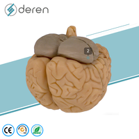 Modelo Anatómico Avanzado del Cerebro Humano, Secciones Frontales, Modelo de Enseñanza Médica en Plástico