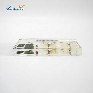Spécimen pédagogique de biologie : Anatomie de Pieris Rapae intégrée à la résine, Cycle de vie du spécimen en résine, Objets d'artisanat - Product Image 3