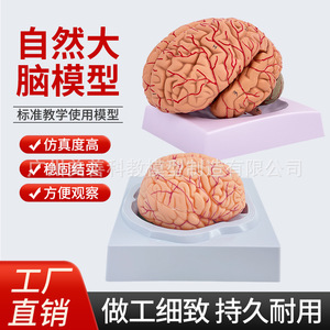 Modèle de partition fonctionnelle du cerveau 1:1, Modèle cérébral médical, Modèle de partition corticale, Modèle pédagogique médical - Product Image 5