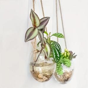 Großhandel Glas-Hänge-<span class=keywords><strong>Terrarium</strong></span> Vase <span class=keywords><strong>Terrarium</strong></span>-Glasbehälter Blumentöpfe für Sukkulenten Heim- und Gartendekoration - Product Image 3