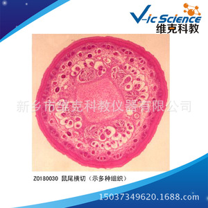 Sección transversal de una cola de rata (mostrando varios tejidos); muestras de secciones de animales mamíferos y plantas; equipo de microscopio. - Product Image 5