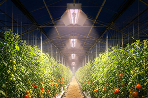 Lampada LED <span class=keywords><strong>per</strong></span> Coltivazione in Alluminio da 1000W, Pannello Largo 4FT, 3200mol/s PPF, Spettro Completo 660nm Rosso Profondo, Illuminazione Superiore <span class=keywords><strong>per</strong></span> Crescita Piante - Product Image 6