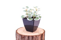 Grosir tanaman bonsai buatan Mini, pot keramik putih tanaman bonsai palsu kecil