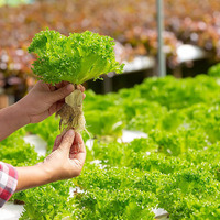 Livraison rapide taille commune stock en vrac cubes de laine de roche agriculture laine de roche pour la plantation