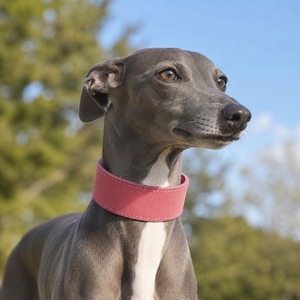 Collar Premium para Perros de Caza, Cuero de Primera Calidad, Ancho, 4.5mm de Grosor, Herrajes de Latón Sólido Hechos a Mano, 8 Colores, Venta al Por Mayor - Product Image 2