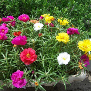 500g de Flores de Verano Crudas al por Mayor, Pétalos Dobles Mezclados con Musgo y Frutos de Rosa para la Venta - Product Image 3
