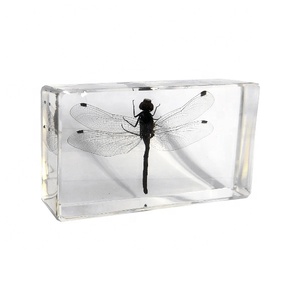 Thực sự lỗi thực sự côn trùng mẫu vật Cicada nhựa hiển thị taxidermy côn trùng tất cả các côn trùng nhúng taxidermy Quà Tặng tự nhiên - Product Image 5