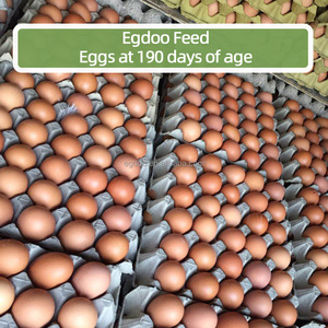 Fórmula de aminoácidos de grado alimenticio concentrado para premezcla de pollitos de capa verde sostenible para premezcla de pollitos de aves de corral de granja marrón <span class=keywords><strong>ISA</strong></span> - Product Image 5