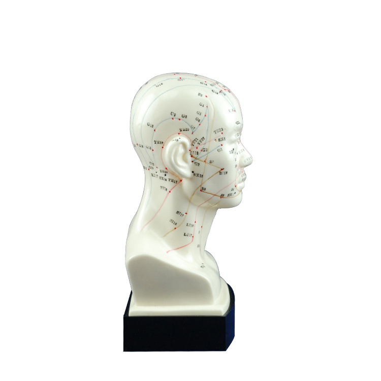 medical use high quality plastic human head mold for teaching training