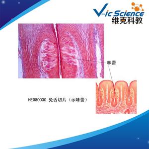 Lames préparées d'histologie humaine : Papille gustative de la langue de lapin, organes sensoriels humains, histologie médicale - Product Image 3