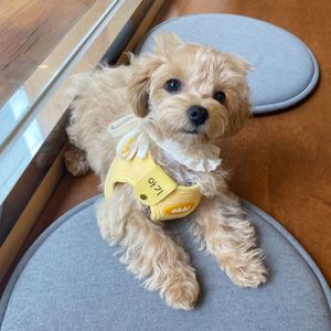 Personalized PU Leather Pet Name <b>Tags</b> Keychain Silent Dog <b>Cat</b> Collar <b>Tags</b> Custom Dog Gifts Portable <b>Cat</b> Lover Gift - Product Image 4