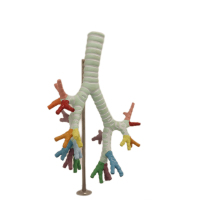 Modelo de Esqueleto de PVC Avanzado para Escuela de Medicina, con Traquea, Bronquio y Segmento Bronco-Pulmonar, para Educación en Laboratorios de Biología