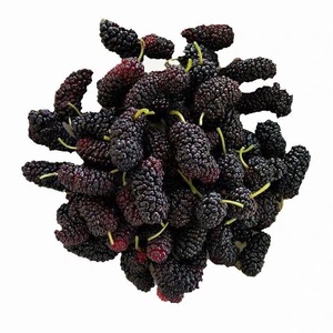 <span class=keywords><strong>Thé</strong></span> aux fruits de mûre en gros, sans additifs, fruits de mûre noirs séchés naturels de haute qualité - Product Image 5