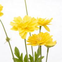 Bunga Artifisial Terlaris Kuning 7-Kepala Bunga Daisy Artifisial Eksklusif untuk Dekorasi Vas Pernikahan