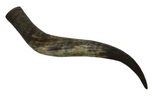 Auténtico Par de Cuernos de Buey Náuticos de Alta Calidad, Ecológicos, Acabado Natural Pulido, Decoración de Pared Estilo Animal para Souvenirs - Product Image 3