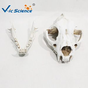 Modèle de crâne de chien détachable ; structure anatomique du crâne canin ; outil pédagogique pour la formation vétérinaire. - Product Image 4