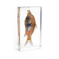 Gran oferta de especímenes de animales, disección de resina educativa para peces escolares, muestra comparativa, resina epoxi de taxidermia