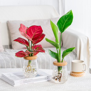 Vaso per Fiori Idroponico Moderno <span class=keywords><strong>in</strong></span> Plastica Trasparente Meixuan, Durevole, Sostenibile, Creativo, Piccolo Vaso per Coltivazione <span class=keywords><strong>in</strong></span> Acqua, Giardino Verde - Product Image 2