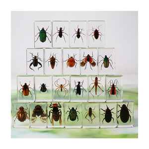 本物の昆虫ブックエンド 正方形樹脂製 教育用動物標本 化石工芸品 科学教育展示品 - Product Image 1