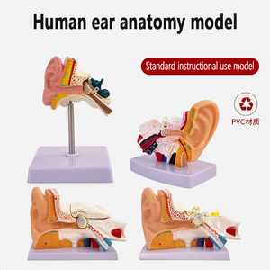 1.5 fois Anatomie humaine Oreille Modèle 3D Formation d'infirmière médicale Ressources pédagogiques - Product Image 2
